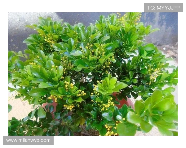 如何让米兰开花更香？影响花香的环境与养护因素介绍